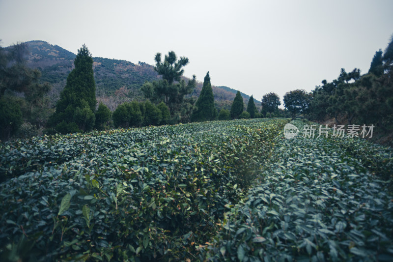 茶园春茶绿茶茶叶