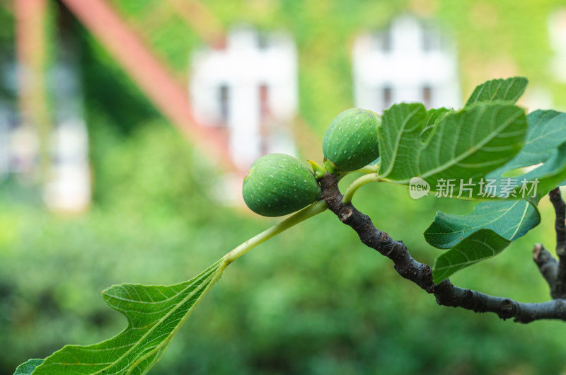 树上结着两颗无花果特写