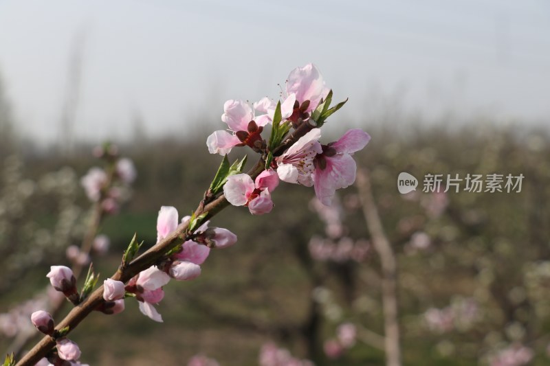 春天里果树开花