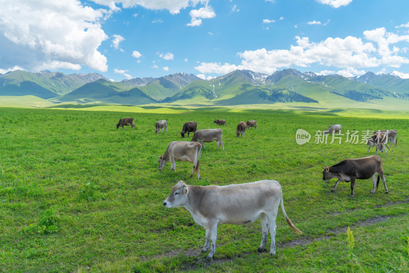 中国新疆伊犁那拉提草原自然风景