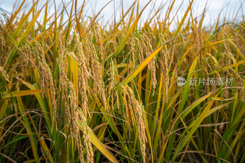 秋天秋收金色稻田水稻大米稻穗