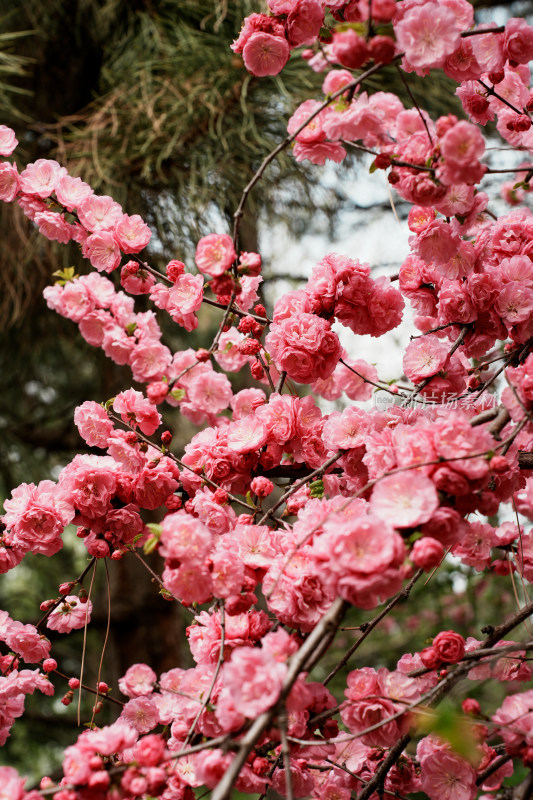 北京元大都公园桃花