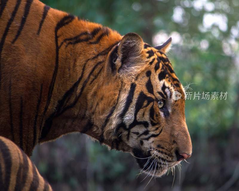 野生动物老虎食肉动物狩猎者