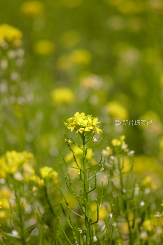 厦门园博苑的油菜花