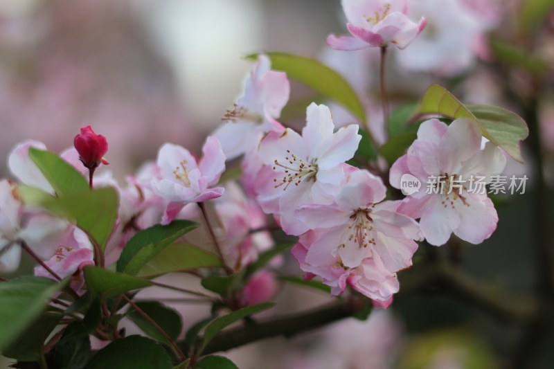 春暖花开