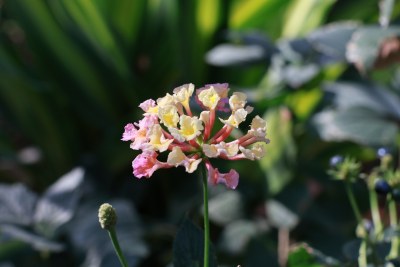 花朵随拍