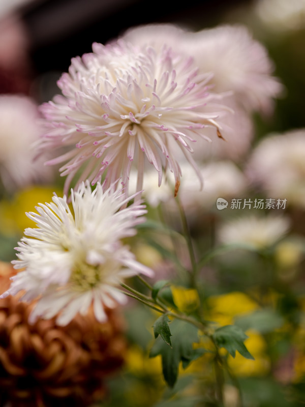 户外秋日菊花特写