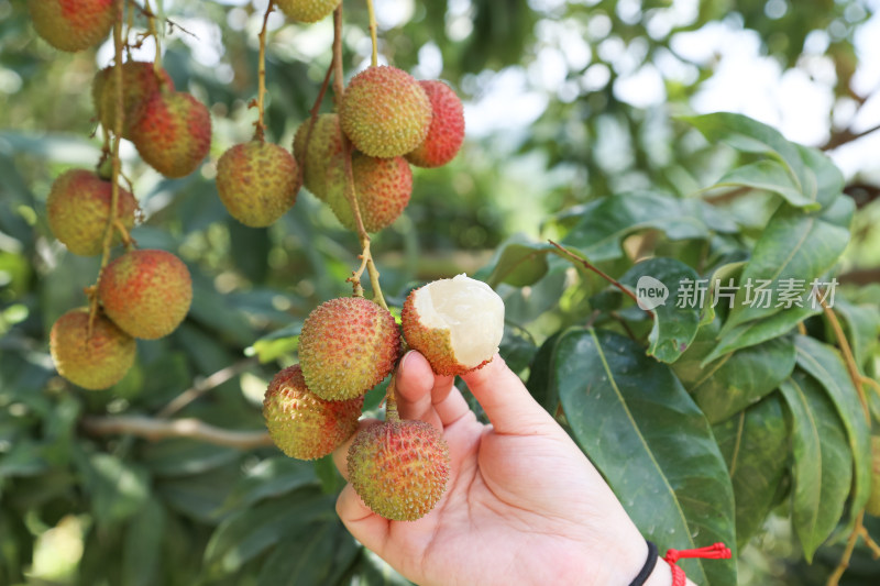 挂满荔枝的荔枝树