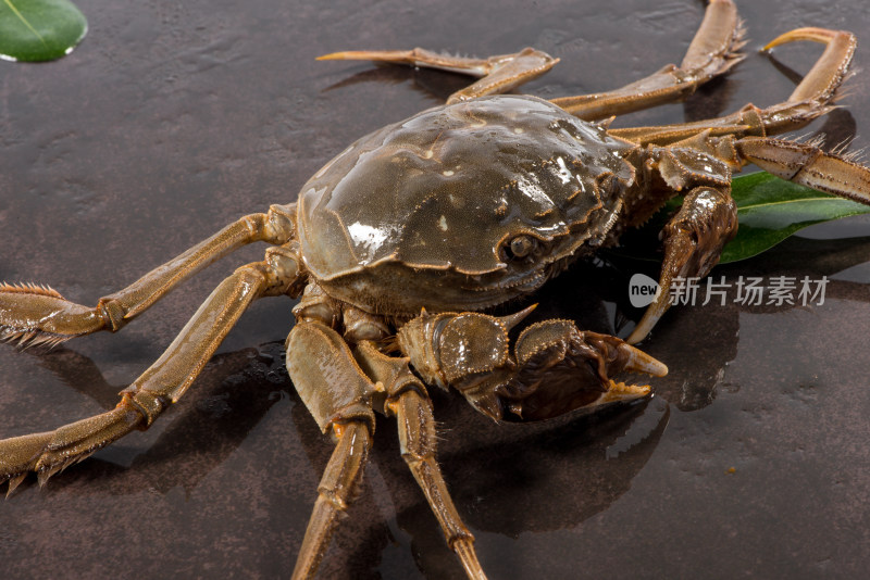 阳澄湖大闸蟹