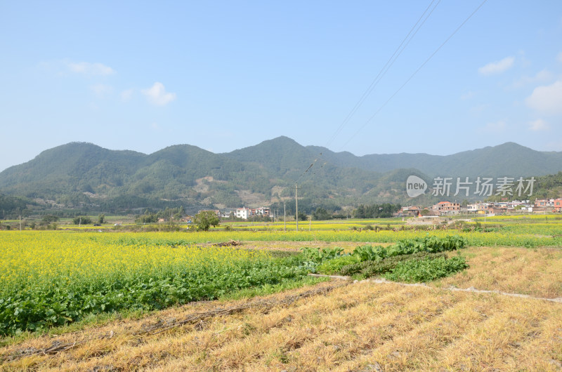 春天盛开的油菜花田