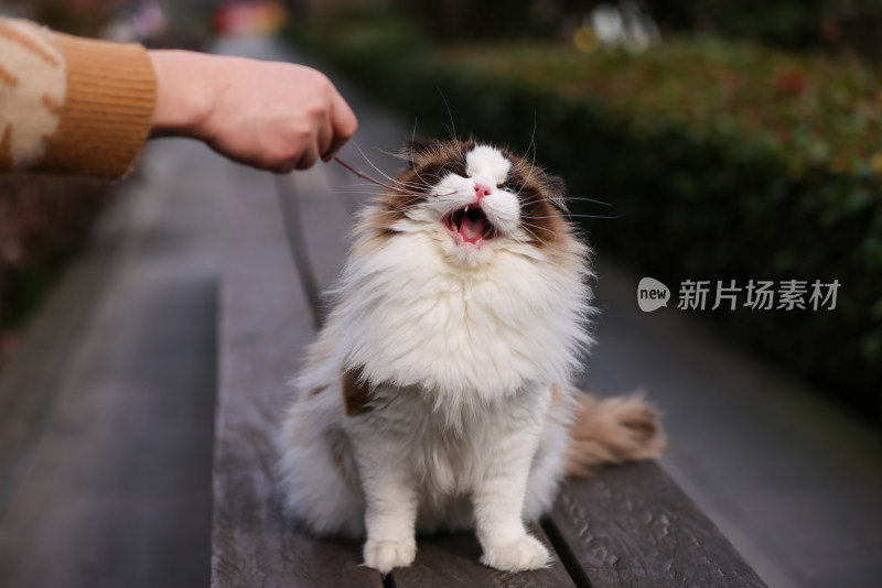 一只在公园长椅上玩耍的布偶猫