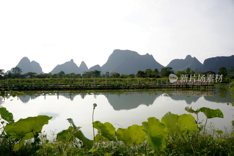 桂林会仙湿地景观