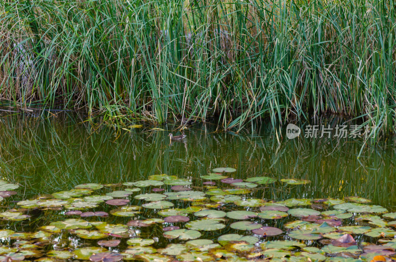 秋日池塘荒芜