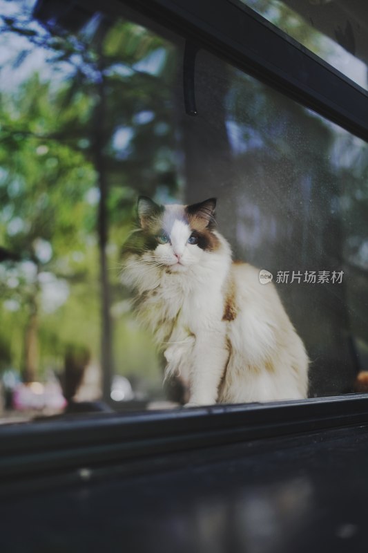 窗边漂亮的布偶猫