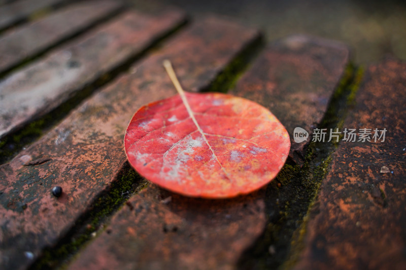 秋天的落叶红砖壁纸背景