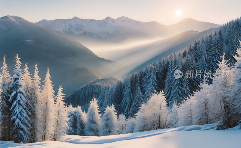 冬季森林白雪覆盖风景