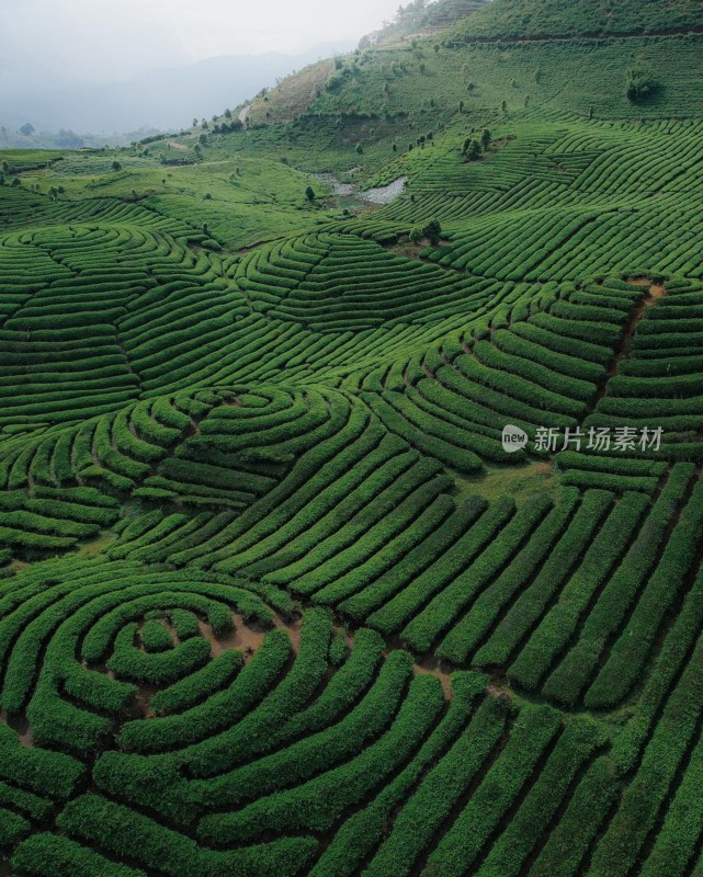 宁静的山景与雄伟的绿茶梯田