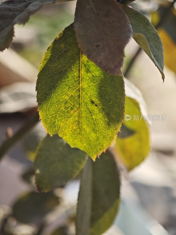 阳光下叶脉清晰的绿叶特写