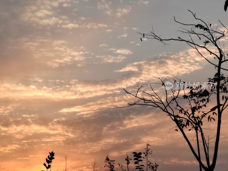 夕阳下的天空与树木剪影