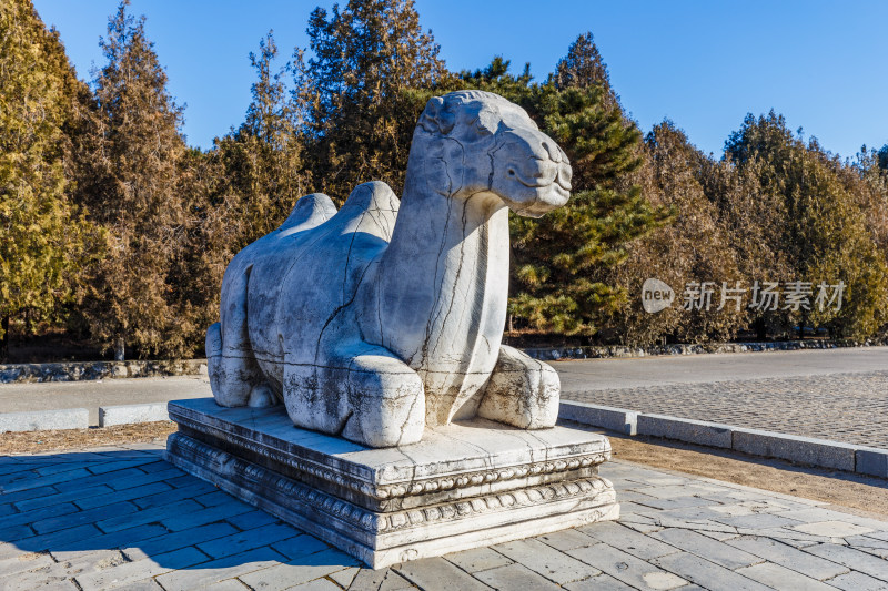 河北唐山市遵化清东陵石像生卧姿骆驼