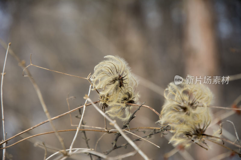 秋天枯黄的植物