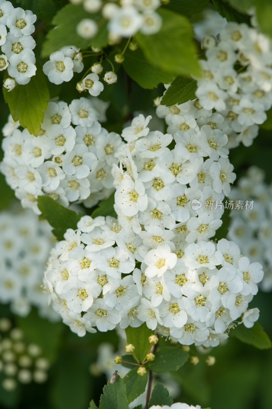 春天的绣线菊小白花特写