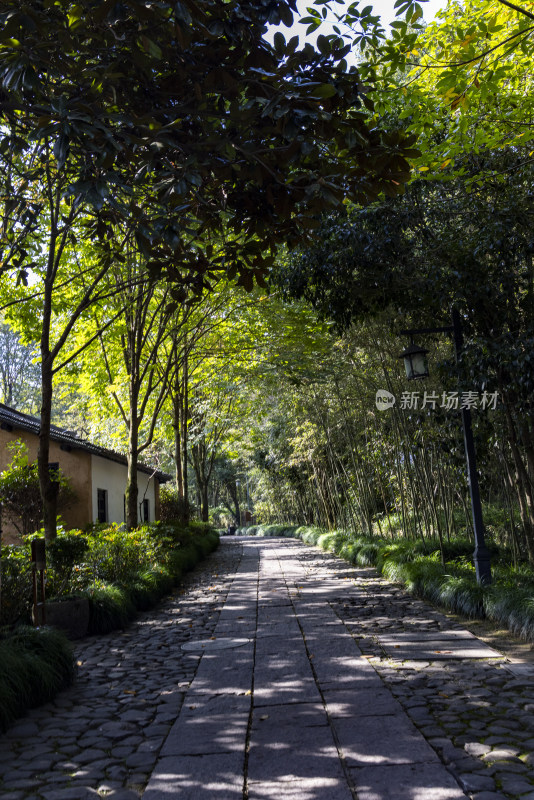 杭州西湖景区森林 林间小路 幽静唯美