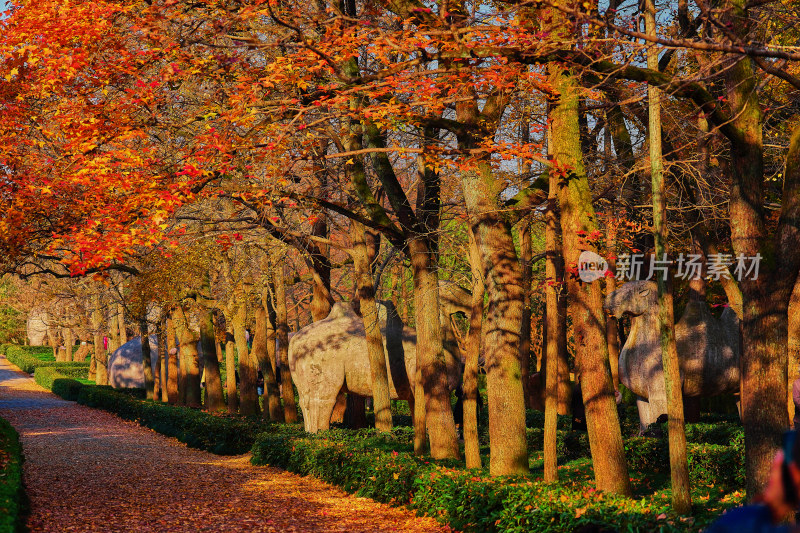 南京钟山石像路