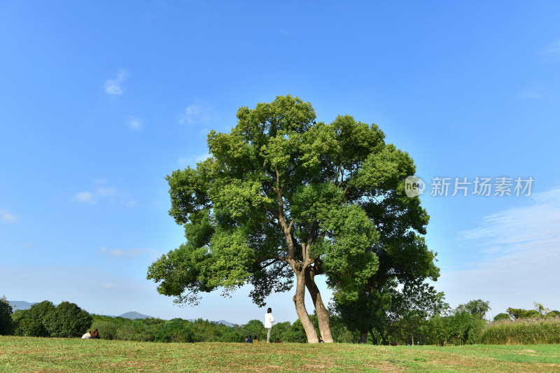 蓝天白云绿树绿草地