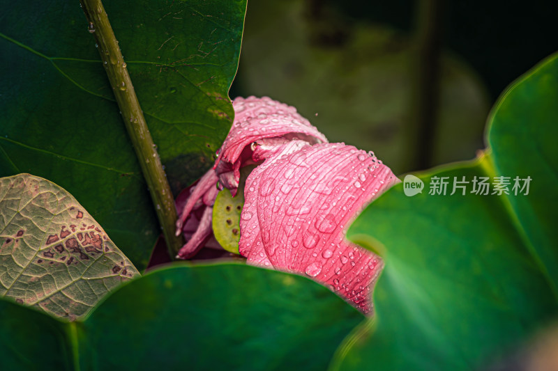 雨后荷花上的水珠