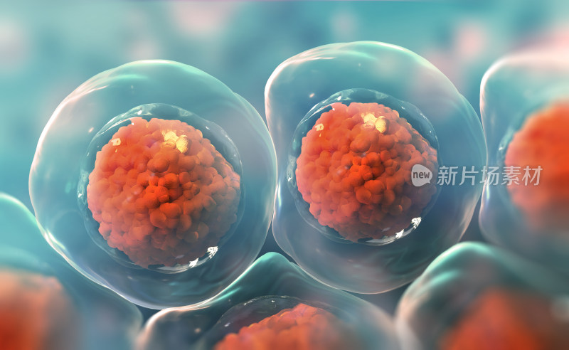 微观细胞结构特写