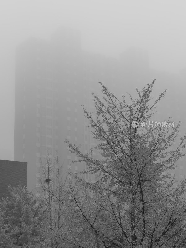 雾霭笼罩下的城市建筑