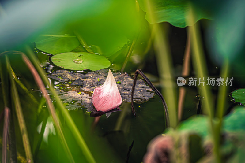 池塘荷花荷叶掉落的花瓣