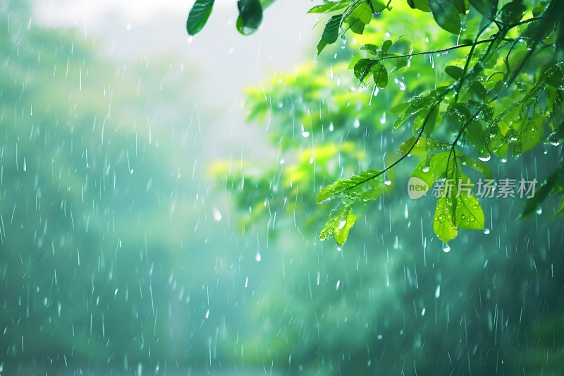 自然风景植物背景雨水