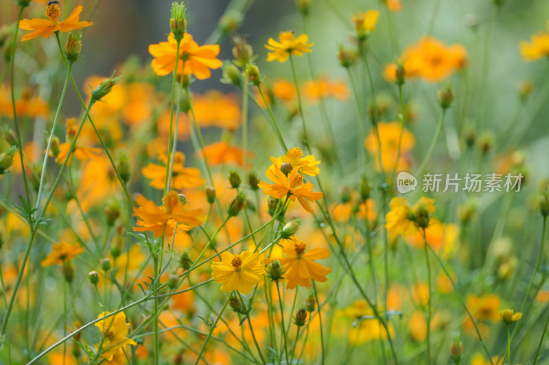 田野上一片的硫黄菊花