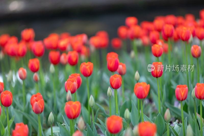 春天宁波江北日湖公园的花开了