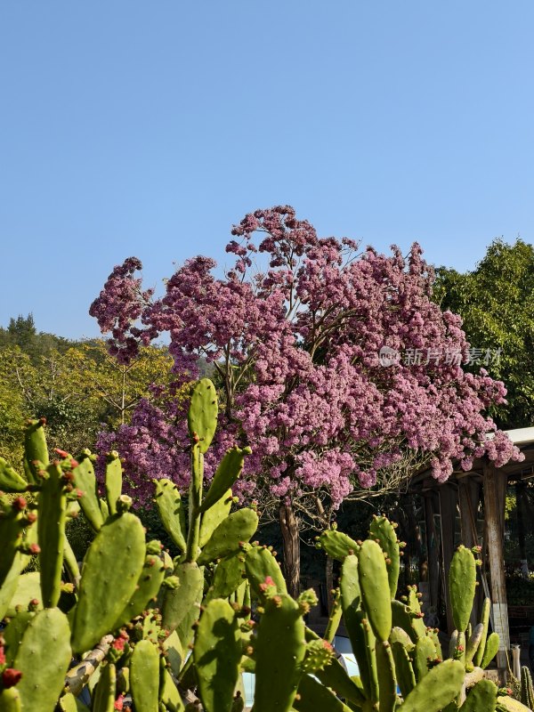 厦门春日限定美景，望海宾馆内的紫花风铃木