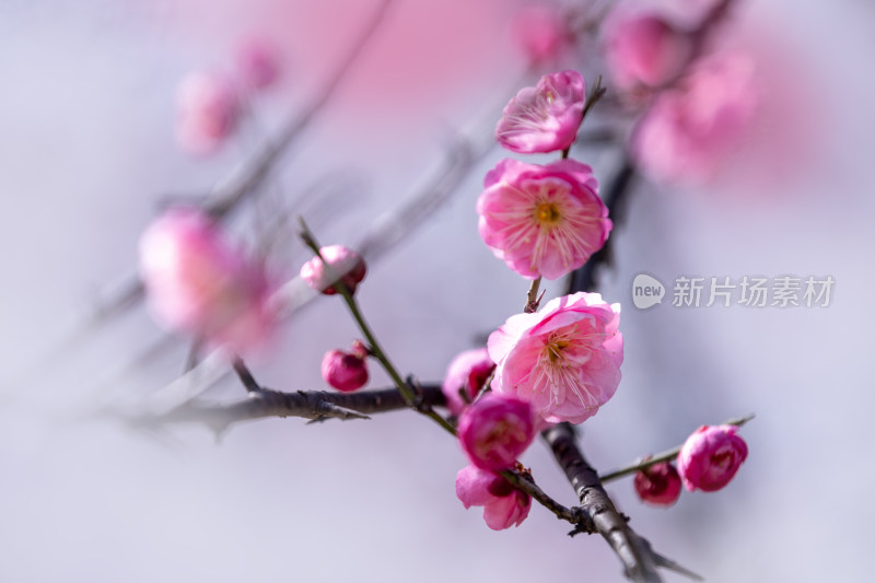 特写粉色梅花花枝