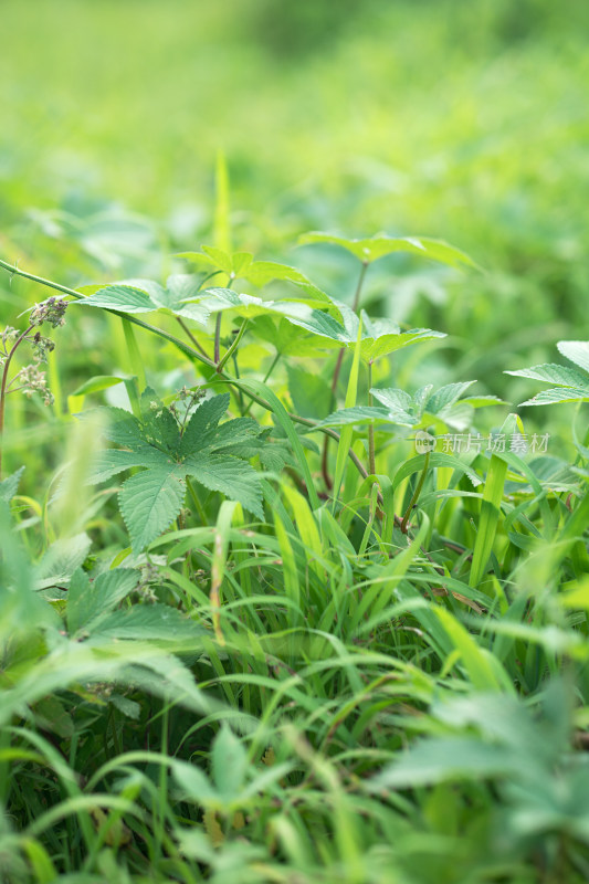 草地上的各种杂草