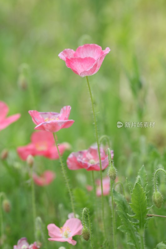 盛开的花朵