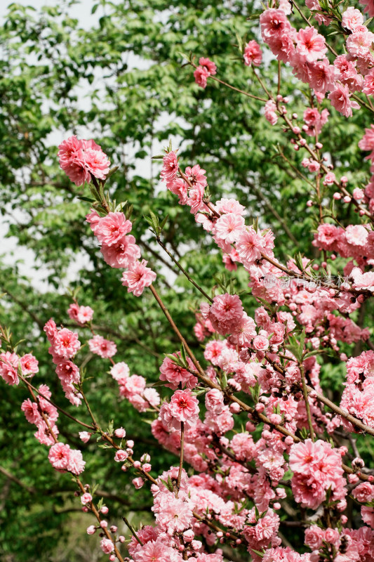 北京莲花池公园桃花