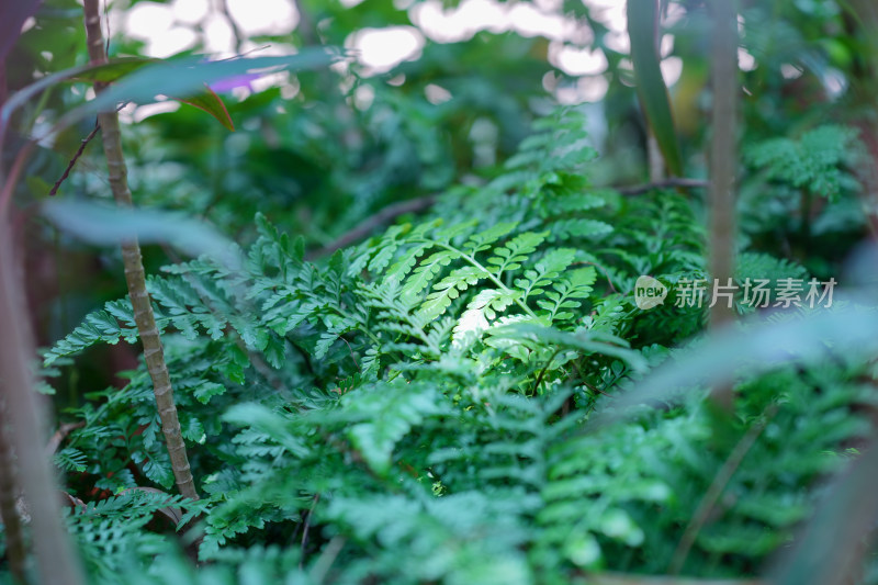 生长的植物叶子