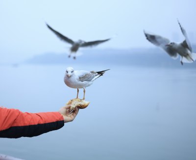 海鸥在空中展翅飞翔 抓拍每一瞬都不同