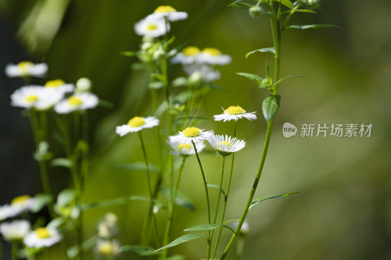 深圳仙湖植物园