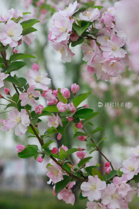 北京元大都春天的海棠花溪