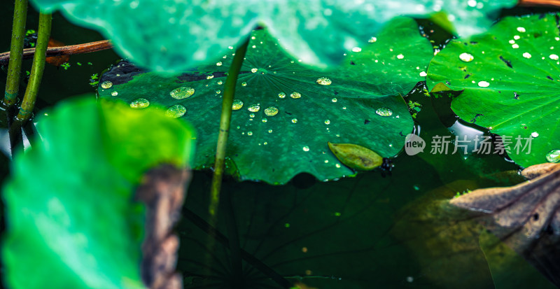 雨后荷叶上的露水珠