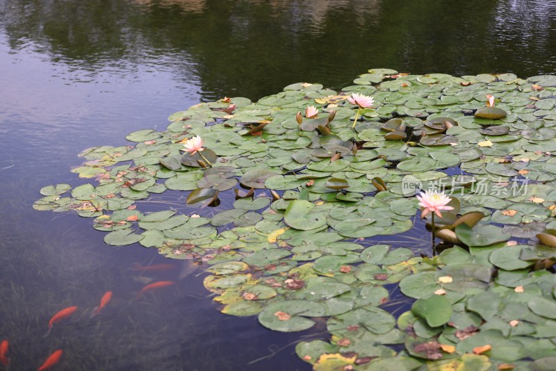 池塘里睡莲与锦鲤