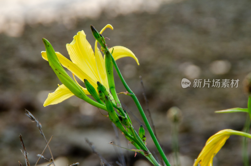 海边一朵黄花菜