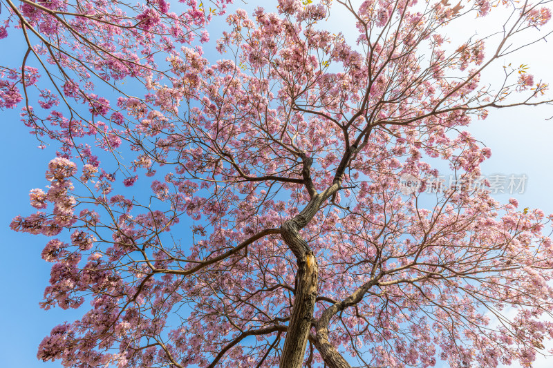 紫花风铃木