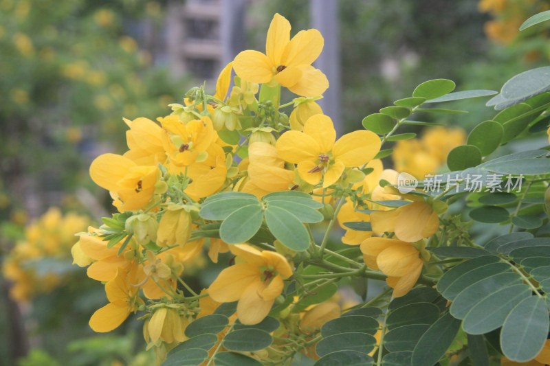 广东东莞：黄槐花开